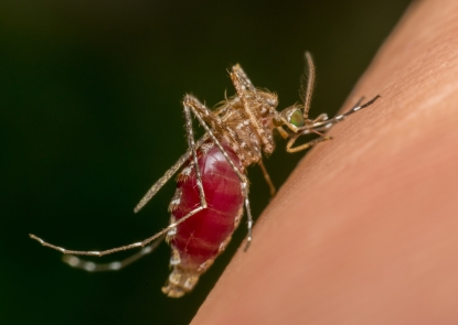 mosquito 5 mosquito 5